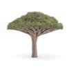 Dragon Tree - Image 5