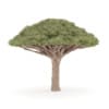 Dragon Tree - Image 7