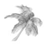 Sloping Palm Tree - Image 4