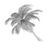 Sloping Palm Tree - Image 6