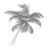 Sloping Palm Tree - Image 8
