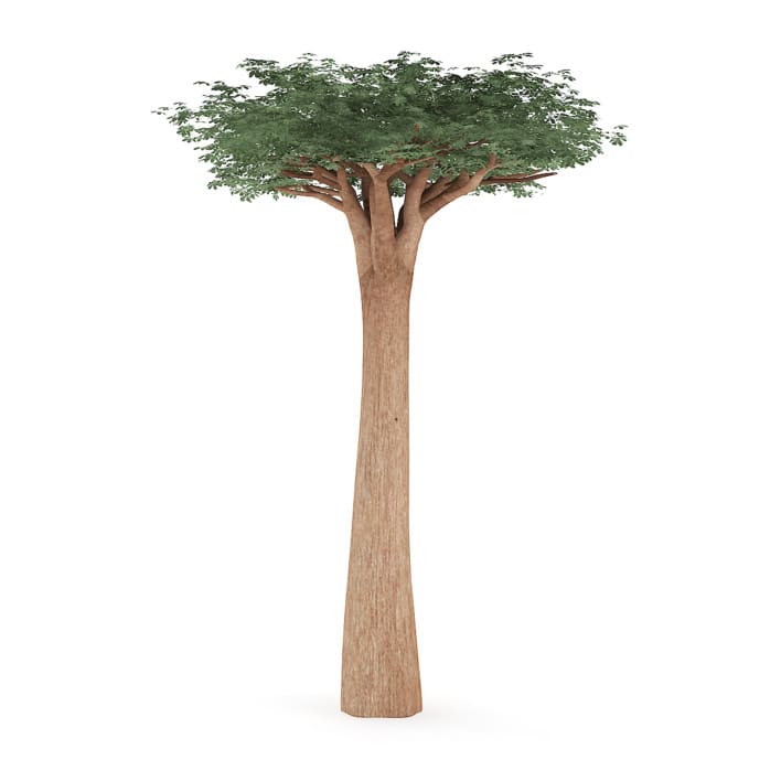 Baobab Tree