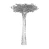 Baobab Tree - Image 2