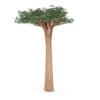 Baobab Tree - Image 3