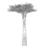 Baobab Tree - Image 4