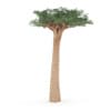 Baobab Tree - Image 7