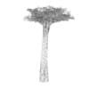 Baobab Tree - Image 8