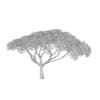 Thorn Tree - Image 2