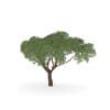 Thorn Tree - Image 3