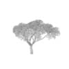 Thorn Tree - Image 4