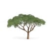 Thorn Tree - Image 5