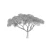 Thorn Tree - Image 6