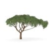 Thorn Tree - Image 7