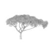 Thorn Tree - Image 8