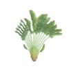 Crane Flower Plant - Image 3