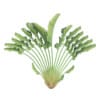 Crane Flower Plant - Image 5