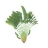 Crane Flower Plant - Image 7