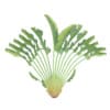 CGAxis Models Volume 85 Exotic Plants II - Image 19