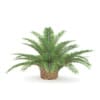 CGAxis Models Volume 85 Exotic Plants II - Image 20