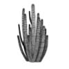Organ Pipe Cactus - Image 2