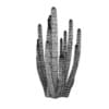 Organ Pipe Cactus - Image 4
