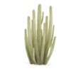 Organ Pipe Cactus - Image 5