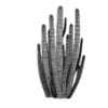 Organ Pipe Cactus - Image 6