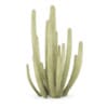 Organ Pipe Cactus - Image 7
