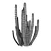 Organ Pipe Cactus - Image 8