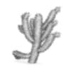 Cholla Cactus - Image 2