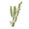 Cholla Cactus - Image 3