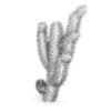 Cholla Cactus - Image 4