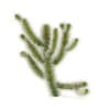 Cholla Cactus - Image 5