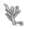 Cholla Cactus - Image 6