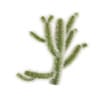 Cholla Cactus - Image 7