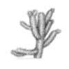 Cholla Cactus - Image 8