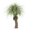 CGAxis Models Volume 85 Exotic Plants II - Image 23