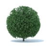 Spherical Shrub 3D Model