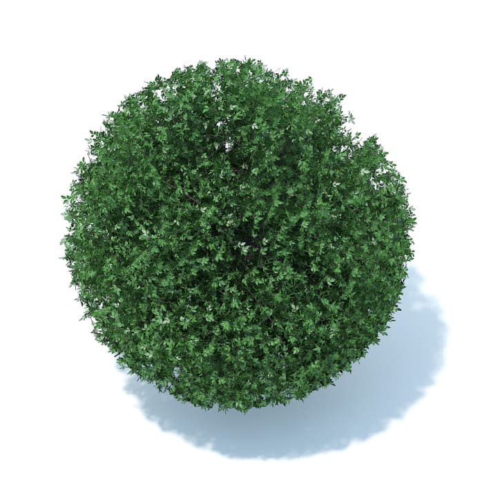 Spherical Shrub 3D Model