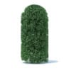 Tall Round Shrub 3D Model