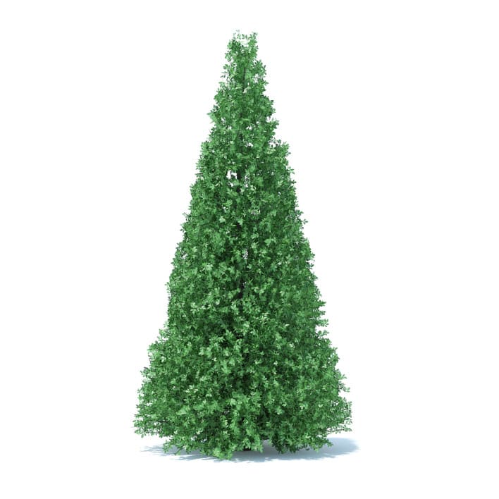 Cone Shaped Hedge 3D Model