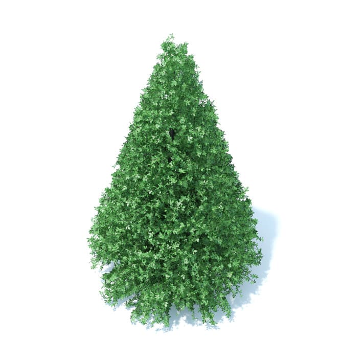 Cone Shaped Hedge 3D Model