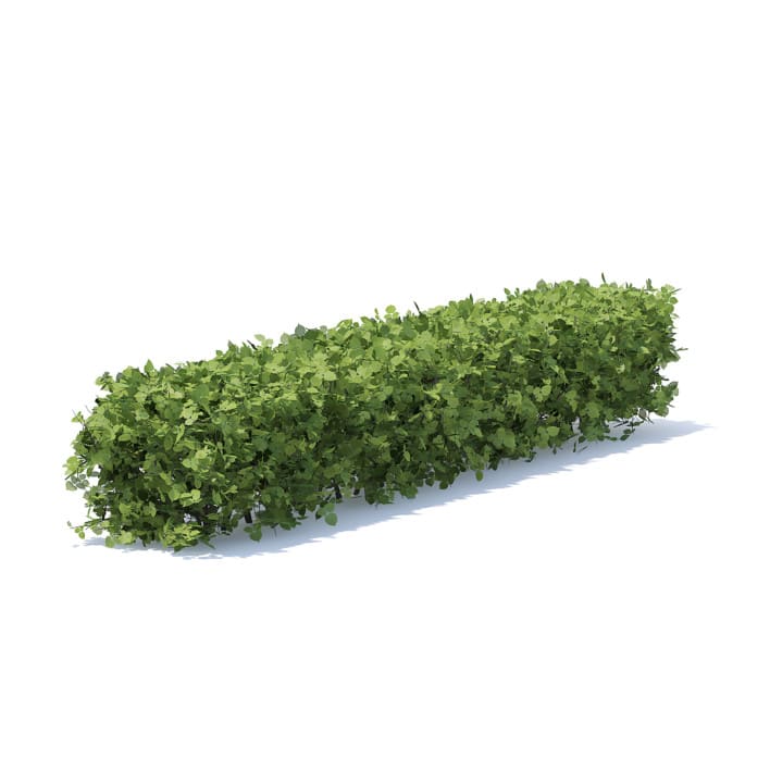 Straight Hedge 3D Model