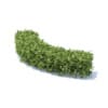 Curved Hedge 3D Model