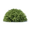Hedges 3D Models Collection - Volume 89 - Image 26