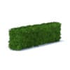Straight Thuja Hedge 3D Model