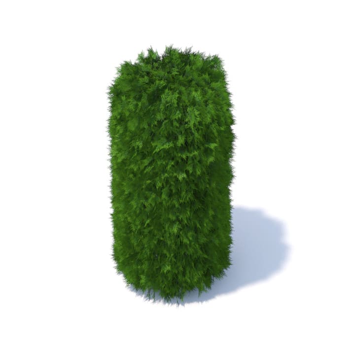 Cylindrical Thuja Hedge 3D Model