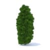 Thuja Shrub 3D Model