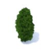 Thuja Shrub 3D Model