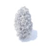 Thuja Shrub 3D Model
